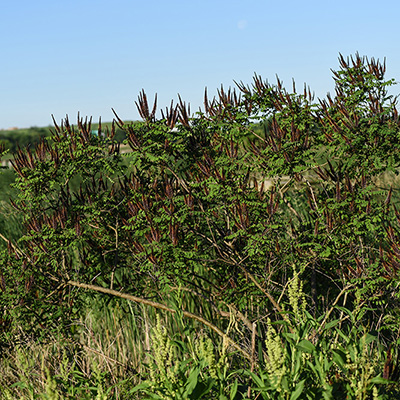 Indigo Bush