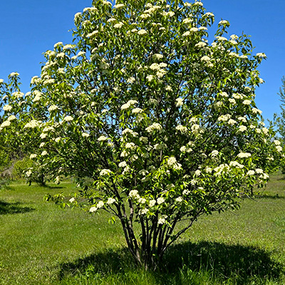 Nannyberry Tree