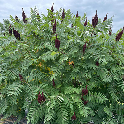 Smooth Sumac Tree