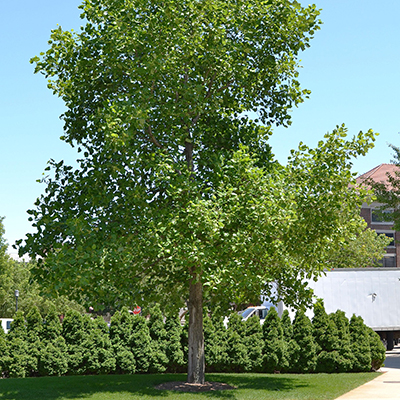 Tulip Poplar Tree