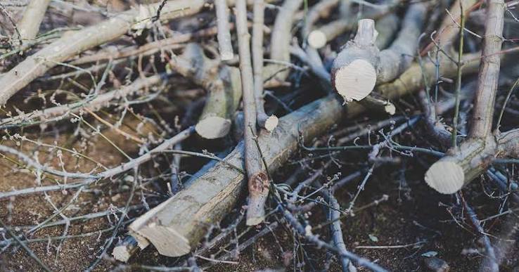 Tree Limbs