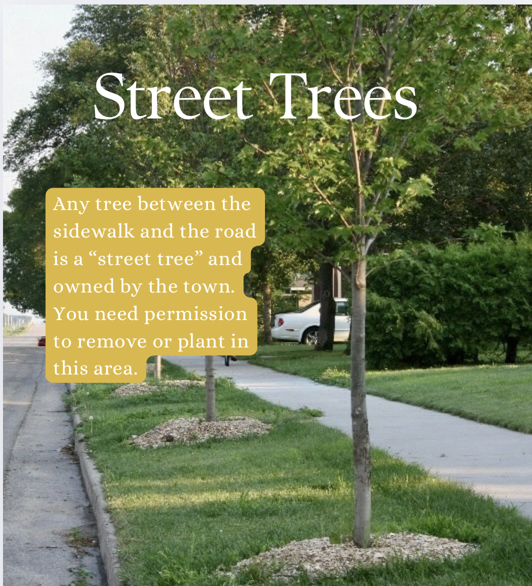 Street tree infographic