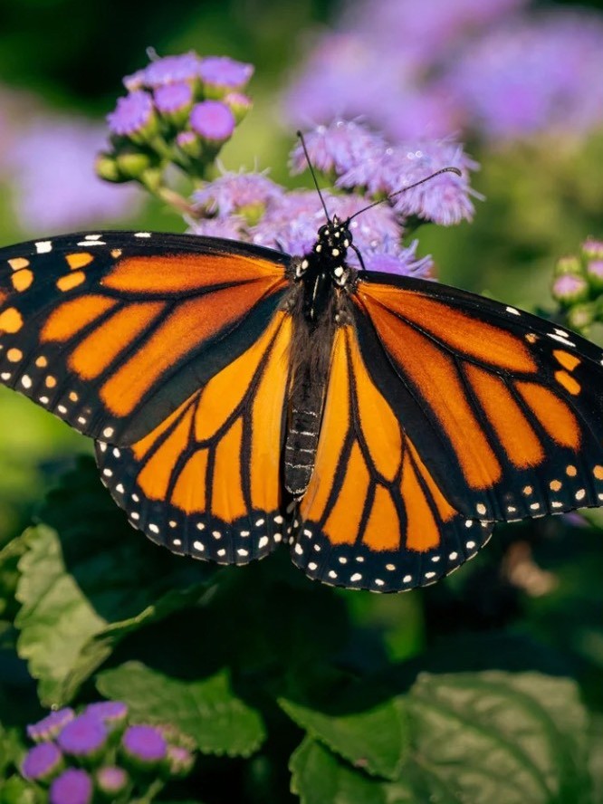Monarch but Monarch butterfly on milkweed
